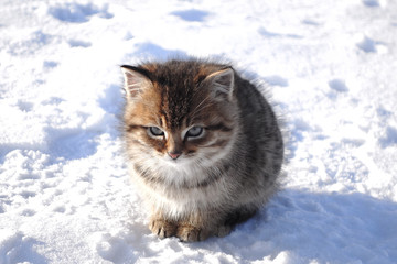 little cute kitty sitting on the snow © Andrei