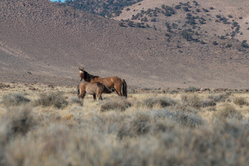 Wild horse Mare and Foal