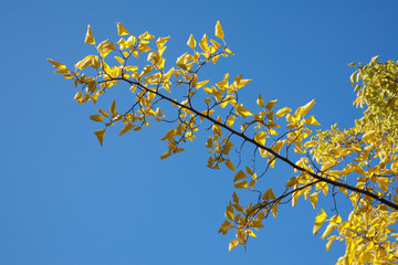 Yellow branch