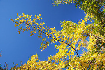 Yellow branches