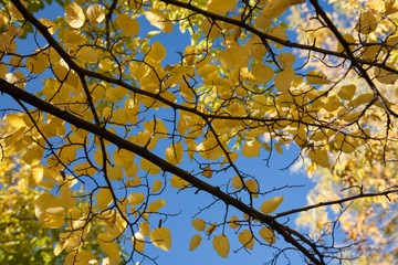Yellow branches