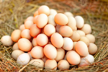 卵　食品　食材