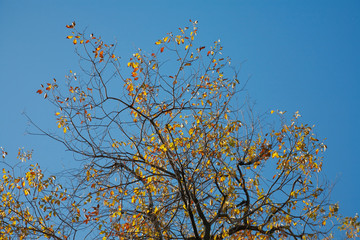 Yellow branches