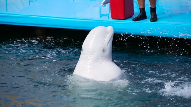 A beautiful, trained white whale emerges from the water in an outdoor pool and blows a stream of water, creating a spray.
