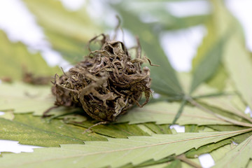 Background of Cannabis (Drugs), Analysis of Cannabis in laboratory.