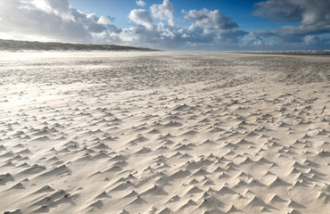 Fototapeta na wymiar mollusk shells on windy sand beach
