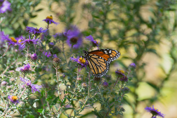 monarch butterfly on purple flowers in the fall