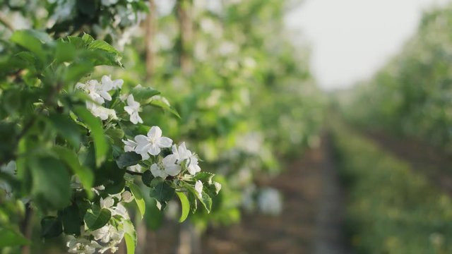 Flowering Fruit Tree Branch.