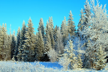 Beautiful Christmas winter forest. Trees covered with snow. Wonderful view. Background. Landscape.