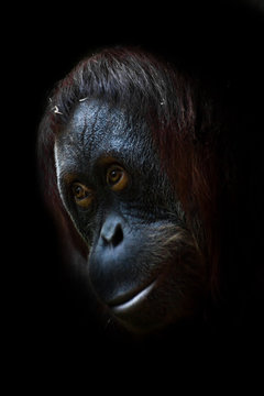 Clever orangutan, face close-up. © Mikhail Semenov