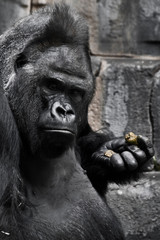 Fototapeta na wymiar Powerful black male gorilla Emotions - dark meditation makes plans
