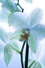Naklejka premium White orchid flowers