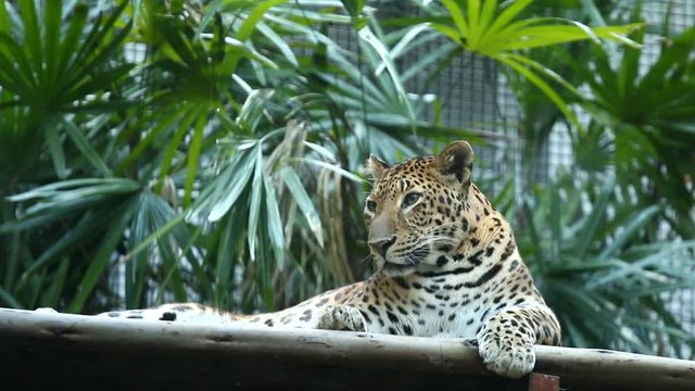 Leopard lay down in Chiangmai Thailand