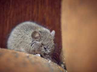 Little gray mouse in a sleepy state.
