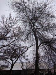 Trees brunches sky winter cold silhouette clouds