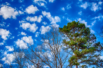 Winter tree clouds sky