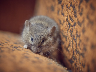Little gray mouse in a sleepy state.