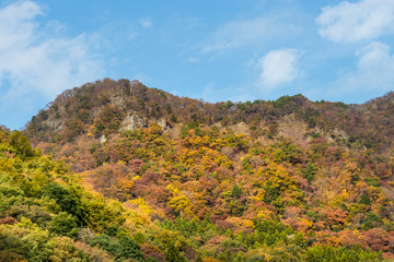 Autumn leaves of mountains in Japan / Daigo-town, Kuji-district, Ibaraki prefecture, Japan