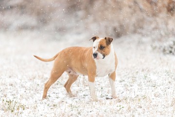 american staffordshire terrier dog on snow