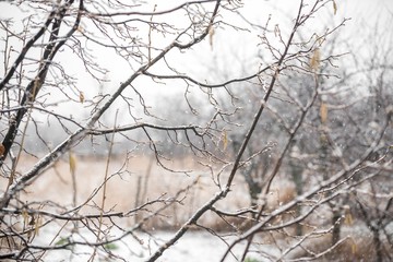 snow winter tree branches
