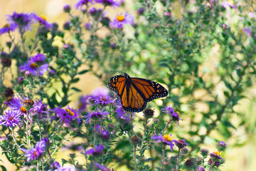 monarch butterfly on purple flowers in the fall