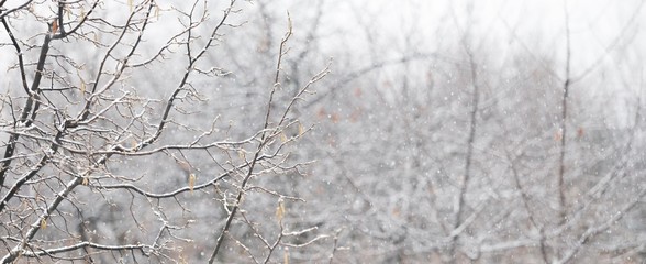 snow tree branches
