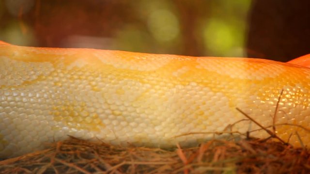 Close up white python  in Chiangmai Thailand