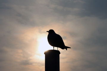 Silhouette Of A Seagull Against The Sky at Sunrise