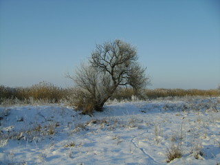 winter landscape with trees and blue sky
