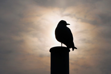 Silhouette Of A Seagull Against The Sky at Sunrise
