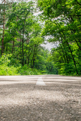 Country road through an arch of trees
