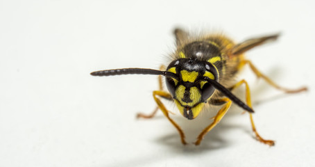 macro close up of a wasps Head on white background