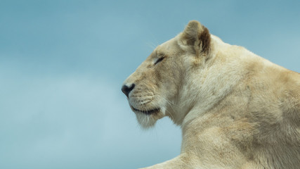 portrait of a white lion, blue sky, copy space 