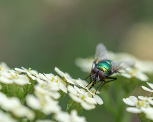 Close up of metallic green colour fly on flower