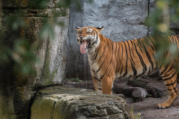 Tiger Flehmen Response, Big Cat making a mean face 