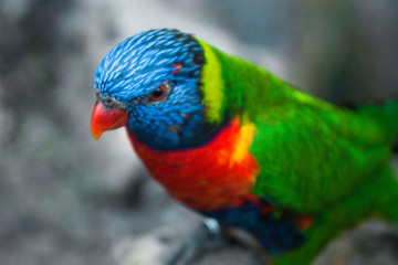 Rainbow Lorikeet / Colorful Bird 