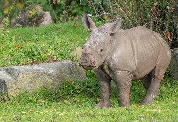 Fototapeta premium baby white rhinoceros
