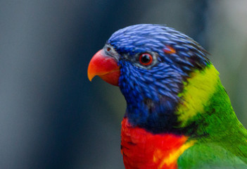 Profile of a Rainbow Lorikeet / Colorful Bird 
