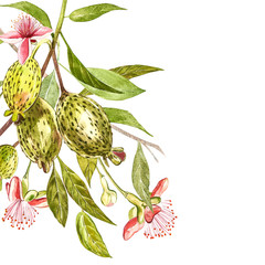 Watercolor illustration feijoa plant. Hand drawn watercolor painting on white background. Watercolor background with feijoa fruit, leaves and feijoa slice.