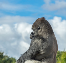 Silverback Gorilla sitting in profile, with blue sky and cloud background