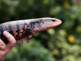 Portrait of a Blue Tongued Skink / Lizard Being Held at the Zoo