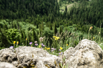 flowers in the forest