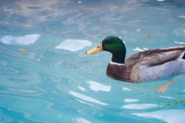 Duck Swimming Through the Water 