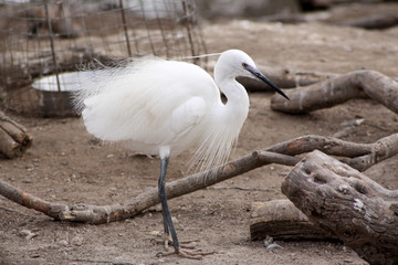 aigrette blanche