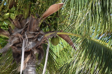CARIBE