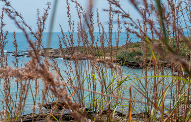 Beach in Rayong, Thailand , With dried flowers.