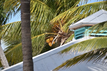 CARIBE