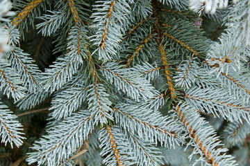 Naklejka na ściany i meble Blue spruce conifer tree branch beautiful winter background