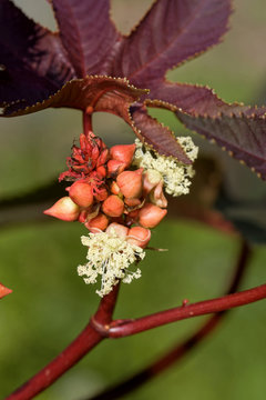 Wunderbaum