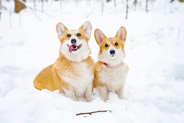 dogs welsh corgi pembroke in winter